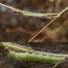 Phycitinae inconnu